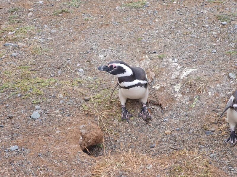 Magdalena Island: Walk with the penguins - Key Points