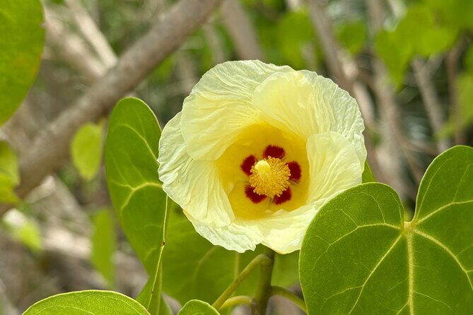 Magens Bay Nature Walk & premium hands-free Hobie Kayak Adventure - Key Points