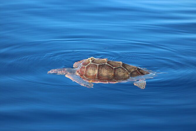 Magic Dolphin Celebrity - Authenticity and Comfort: What Travelers Say