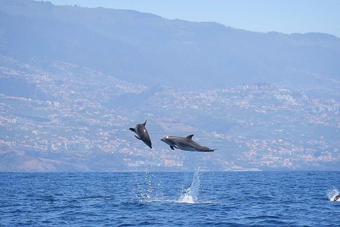 Magic Dolphin Celebrity - Who Would Love This Tour?