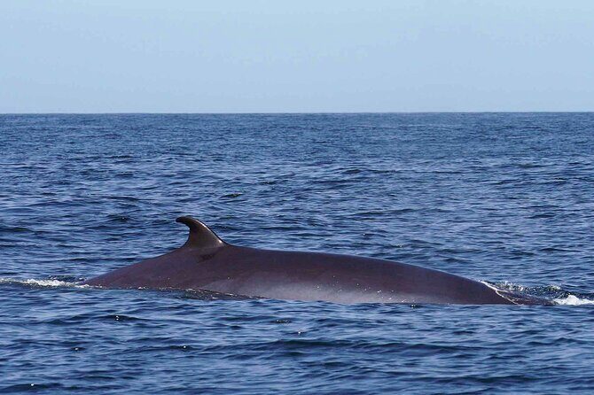 Magic Dolphin Sea Safaris - What’s the Experience Like?