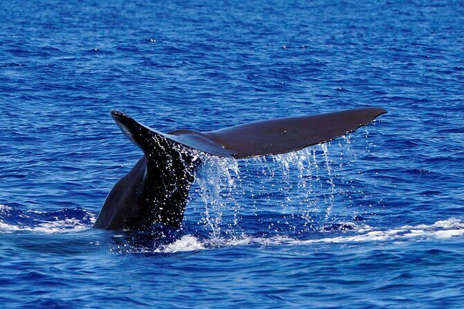 Magic Dolphin Sea Safaris - The Itinerary and What You’ll See