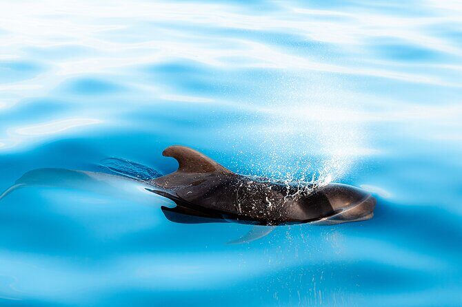 Magic Dolphin Sea Safaris - The Overall Atmosphere