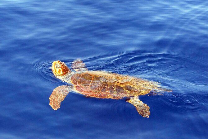 Magic Dolphin Sea Safaris - Pricing and Value for Money