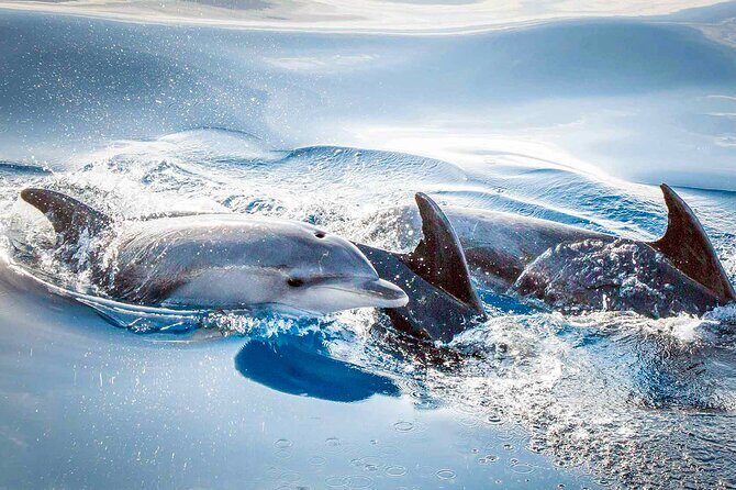 Magic Dolphin Sea Safaris - Who Would Love This?