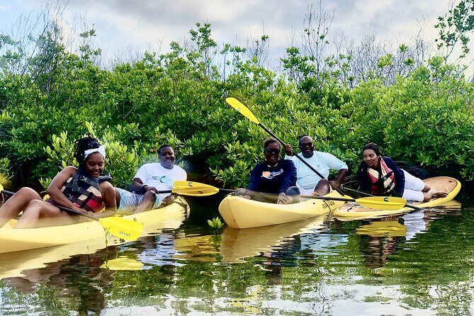 Magic Mangrove Paddle in Beef Island Lagoon - Why It Stands Out
