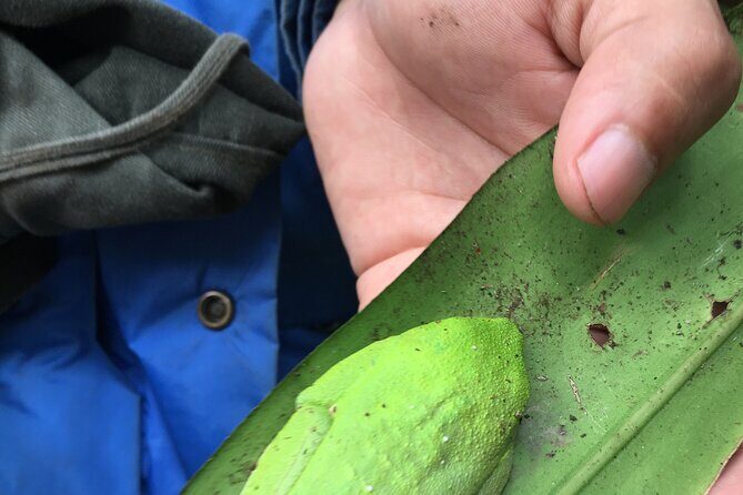 Magic of the rainforest - FAQ