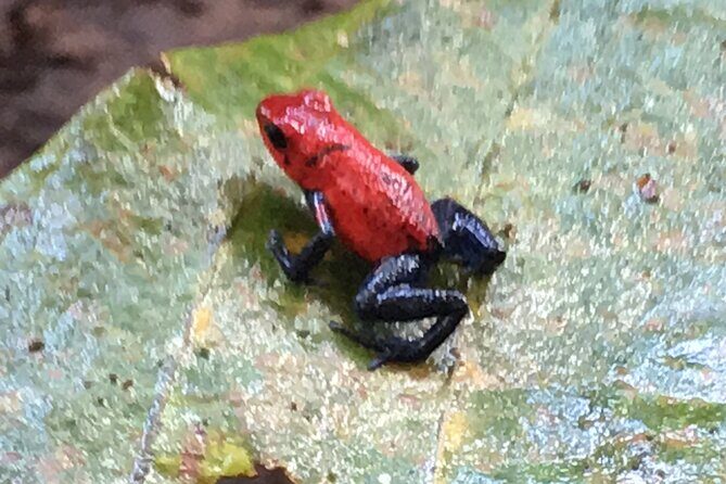 Magic of the rainforest - Value and Booking Tips