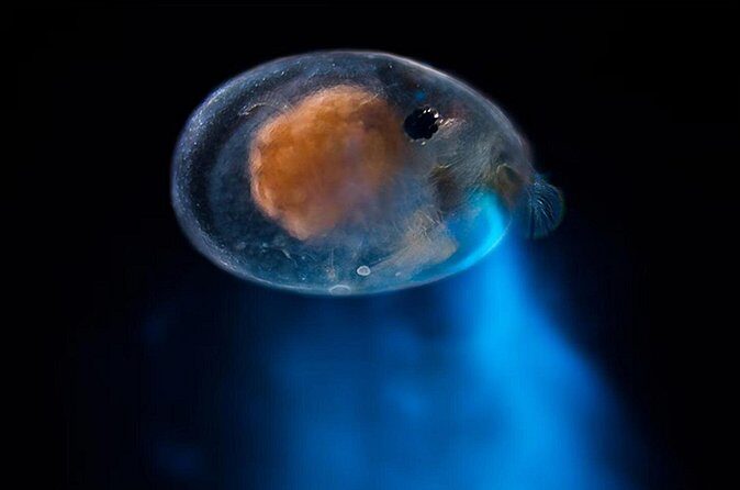 Magical Bioluminescent Night Dive - FAQ