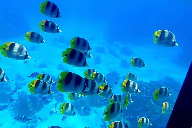 Magical Boat Tour with Underwater Cabin in Bora Bora! - Key Points