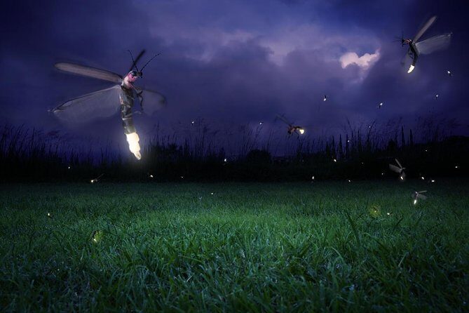 Magical Fireflies Tour - Discover the Magic of Kuala Selangors Fireflies: A Guide to the Tour