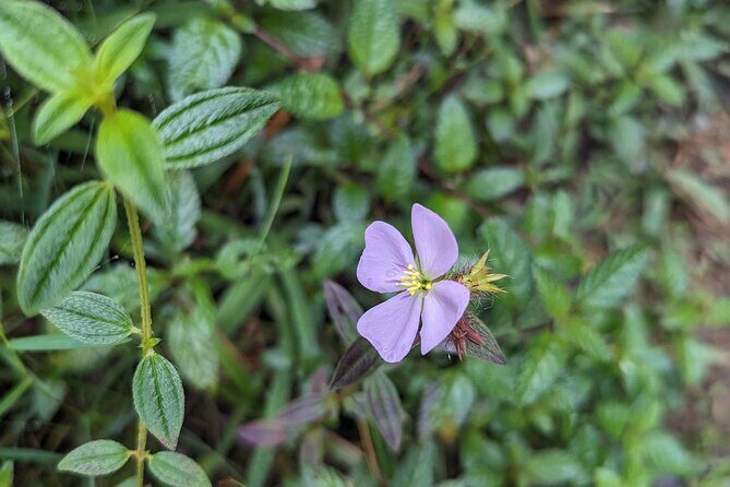 Magical Hike: Fresh Water Lake - Who Should Take This Tour?