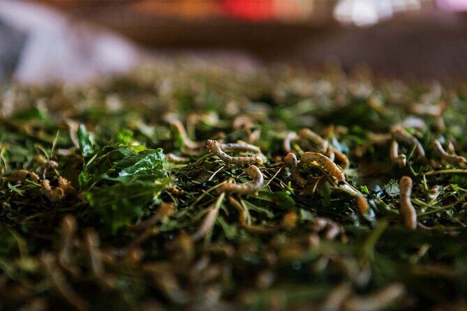 Magical Mekong River Island Biking Tours - Who Will Love This Tour?