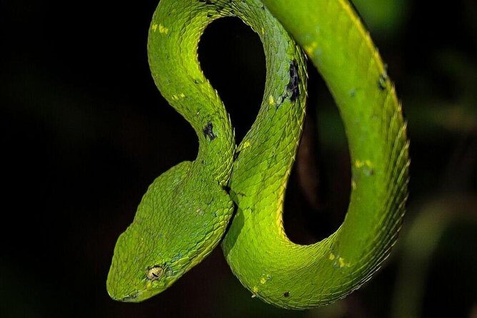 Magical Night Walk in Monteverde - Key Points