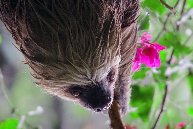 Magical Night Walk in Monteverde - An Insider’s View of the Monteverde Night Walk