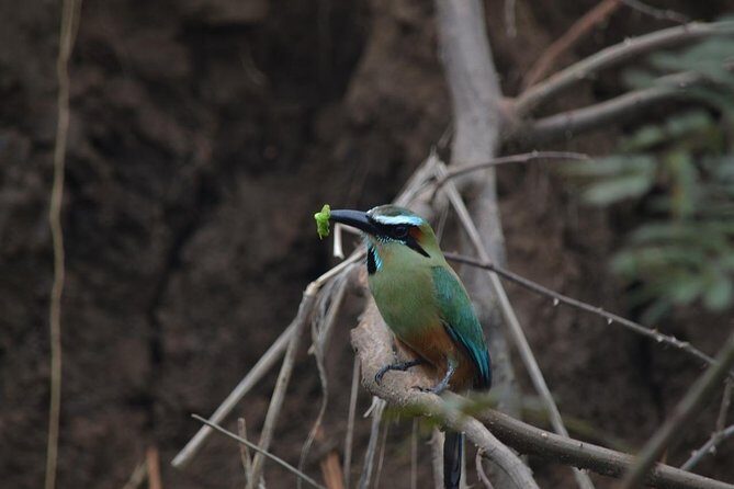 Magical Night Walk in Monteverde - Frequently Asked Questions
