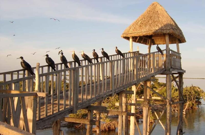 Magical Sunrise on Holbox Island VIP - Coffee & Light Breakfast - Experience the Magic of Sunrise on Holbox Island with a VIP Light Breakfast Tour