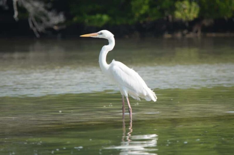 Magical Sunrise on Holbox Island VIP - Coffee & Light Breakfast - Key Points
