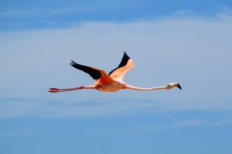 Magical Sunrise on Holbox Island VIP - Coffee & Light Breakfast - Who Will Love This Tour?