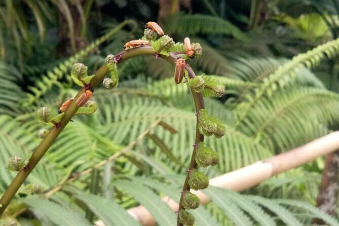 Magical Village Tour & Private Dinner with Fireflies in Bali - FAQs