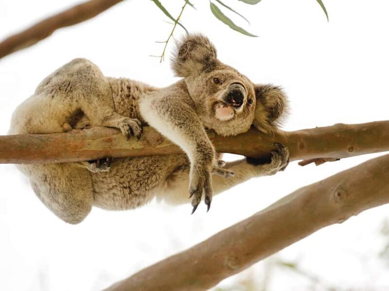 Magnetic Island: West Coast Eco Adventure Bus Tour - Why This Tour Stands Out