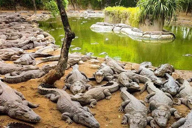 Mahabalipuram and Madras Crocodile bank trip from Chennai wtih Lunch,Transport - A Deep Dive into the Tour Experience