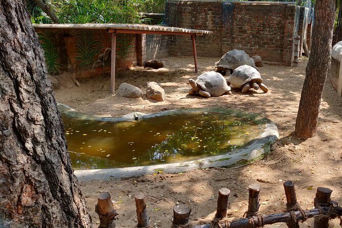 Mahabalipuram and Madras Crocodile bank trip from Chennai wtih Lunch,Transport - FAQ