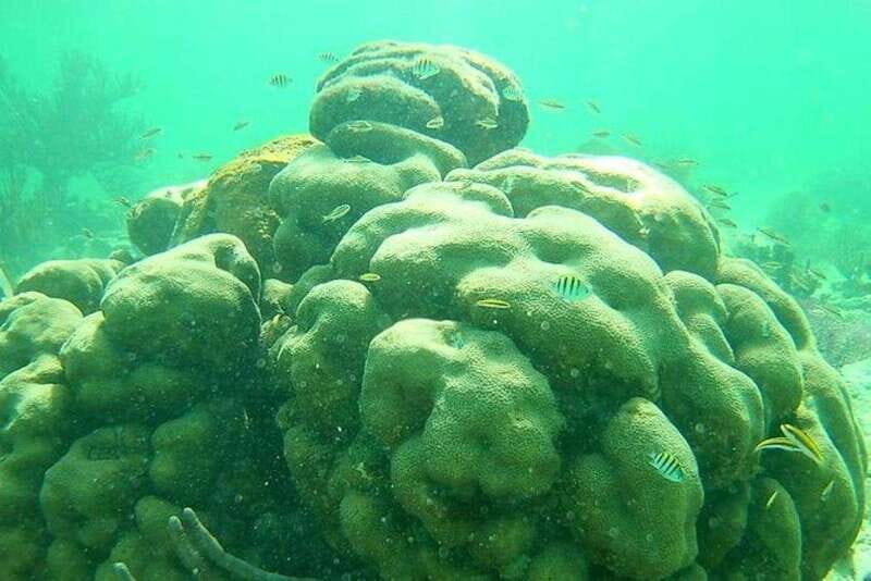 Mahahual: Costa Maya Snorkeling Adventure by Boat - Who Will Love This Tour?