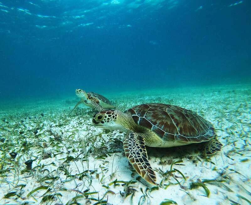 Mahahual: Snorkel Tour in Reef Lagoon - Mahahual: Snorkel Tour in Reef Lagoon
