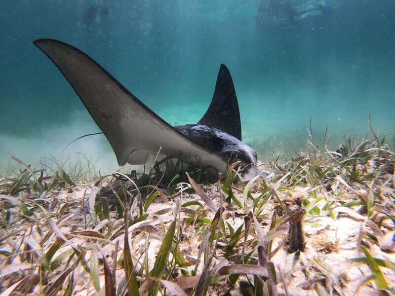 Mahahual: Snorkel Tour in Reef Lagoon - The Experience of the Reef Lagoon