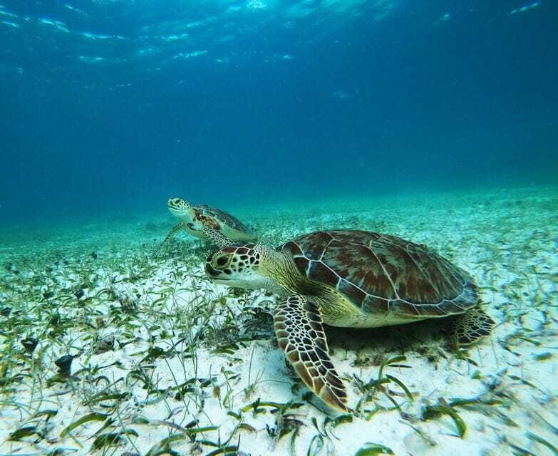 Mahahual: Snorkel Tour in Reef Lagoon - The Sum Up