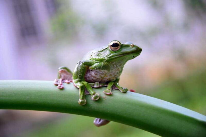 Mai Chau Valley Cycling Hiking To Chieu Cave Tour From Hanoi - A Detailed Look at the Tour Experience