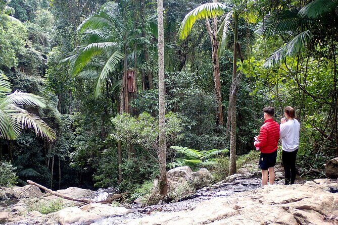 Maiala Rainforest Tour - A Deep Dive into the Maiala Rainforest Tour