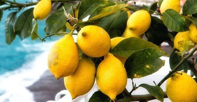 Maiori: Amalfi Coast Path of Lemons Day Trip with Tastings - Walking the Path of Lemons: What You Can Expect