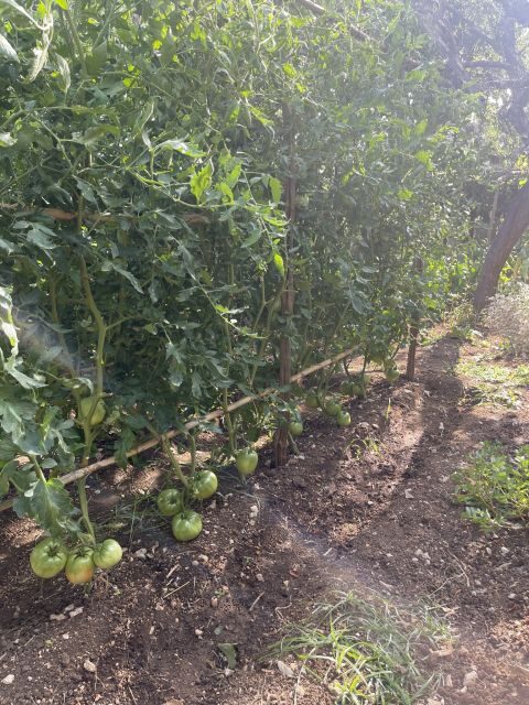 Maiori: Amalfi Coast Path of Lemons Day Trip with Tastings - Frequently Asked Questions