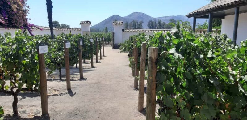 Maipo Valley: Private Full-Day Wine Tour - The Sum Up