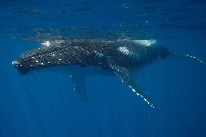 Majestic Encounter Respectful Whale Watching - The Value of a Respectful Wildlife Tour
