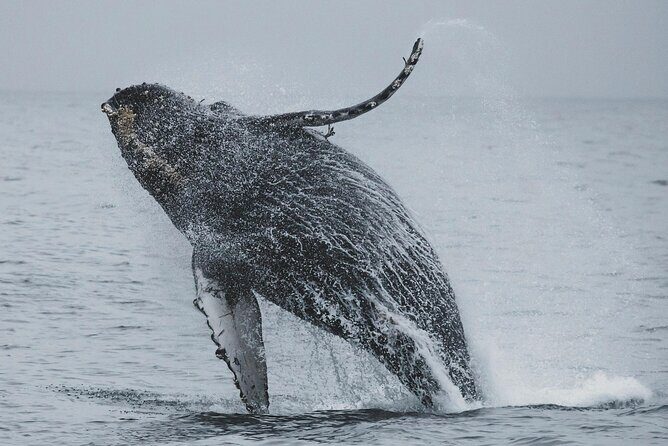 Majestic Encounter Respectful Whale Watching - Who Will Appreciate This Tour?