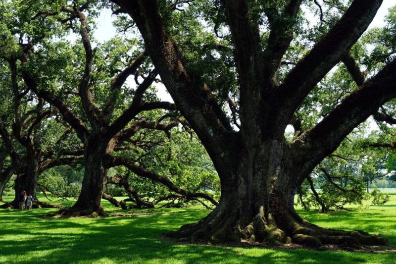 Majestic Oak Alley Plantation Tour - Who Will Enjoy This Tour?