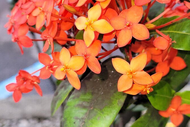 Majestic Waterfall Tour - The Travel Experience: What You Can Expect