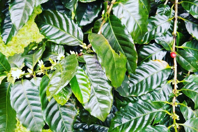 Majestic Waterfall Tour - Frequently Asked Questions