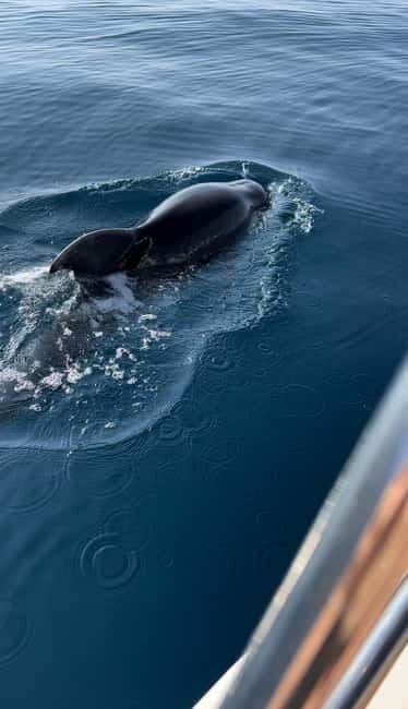 Makarska: Private halfday boat tour ,Hvar,small blue Cave - The Experience: What Travelers Say