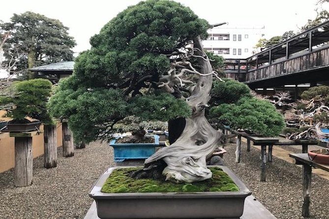Make your own BONSAI with a professional artist in Tokyo - The Itinerary: What to Expect