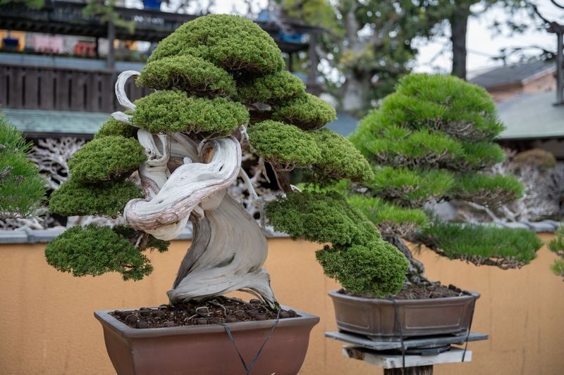 Make Your Own Bonsai with a Professional Bonsai Artist in Tokyo - Why your bonsai stays behind