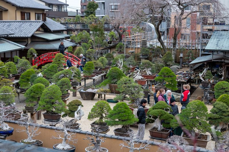 Make Your Own Bonsai with a Professional Bonsai Artist in Tokyo - Should you book the Shunkaen bonsai workshop?