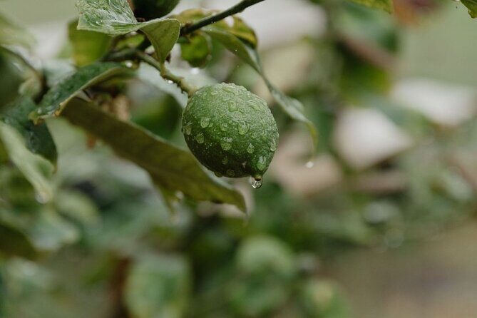 Make Your Own Gin at the Matahui Gin Lab - Frequently Asked Questions