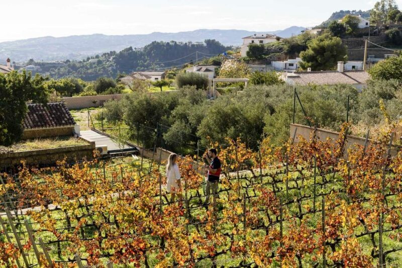 Malaga: Vineyard and Cellar Visit with 6 Top Wines and tapas - Final Thoughts
