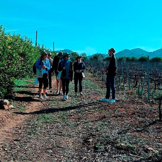 Malaga: White Village, Vineyard, and Wine Tasting Wine Tour - Discover the Charm of Alora on a White Village, Vineyard, and Wine Tasting Tour