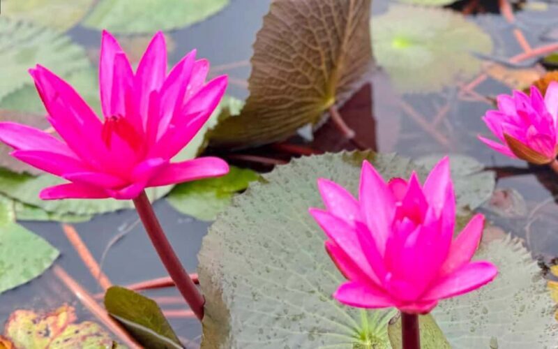 Malarikkal Viewpoint Tour from Cochin-Keralas Hidden Gem - FAQ