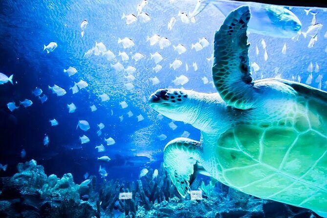 Malaysia: Aquaria KLCC Entry Ticket - Key Points